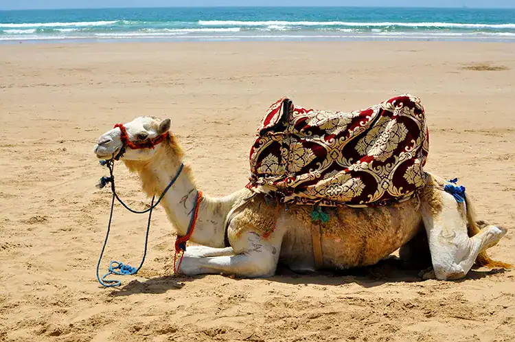 A camel at the beach in Taghazout.