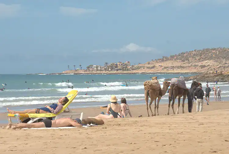 People sunbathing and camels at beach in Taghazout.